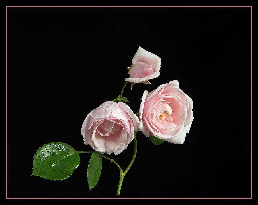 Murray and Rose